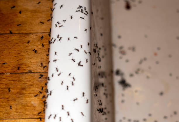 Best Pest Control for Homes  in Woods Cross, UT